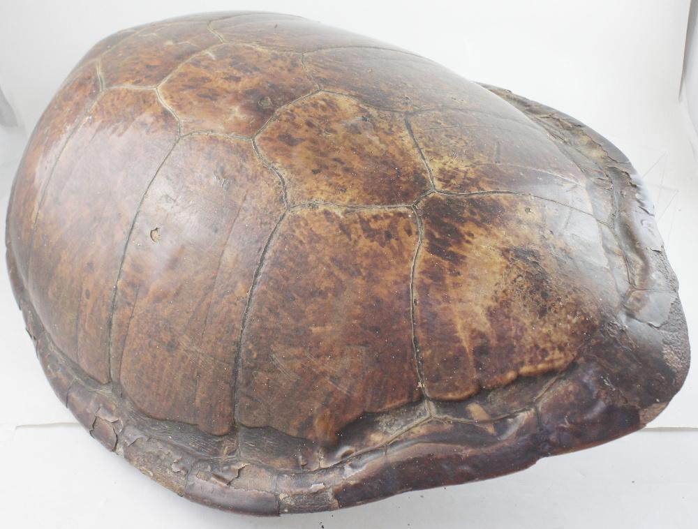 A large sea turtle carapace, Loggerhead Turtle 19th Century. | Adam ...